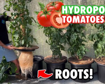 How to Grow Kratky Hydroponic Tomatoes