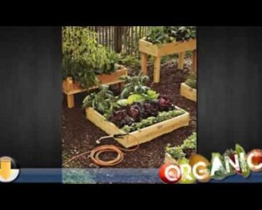 Gardening Vegetables – The Best Vegetables For Garden Beginners