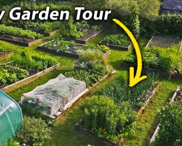 Vegetable Garden Tour | July in our Organic and Permaculture Inspired No Dig Vegetable Garden