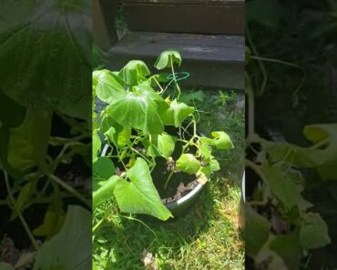 Beginner gardening.  .what happens next with this cucumber plant!!!!