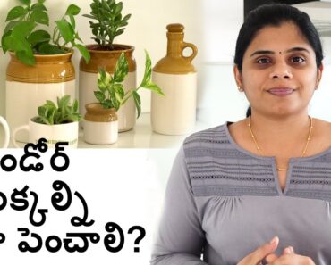 ఇండోర్ మొక్కల్ని ఎలా పెంచాలి?? How to grow Indoor Plants&Best Indoor plants||B like Bindu