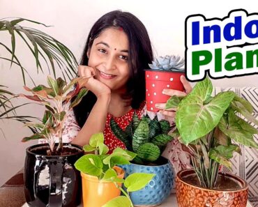 Indoor Plants Care Part 1 Low Light Indoor Plants | Best Air Purifier plants #indoorplants #plants