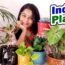 Indoor Plants Care Part 1 Low Light Indoor Plants | Best Air Purifier plants #indoorplants #plants