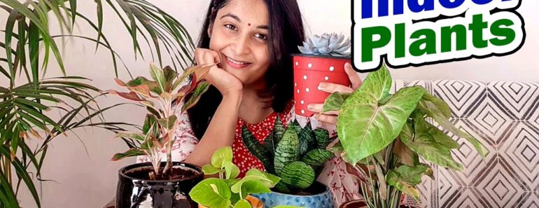 Indoor Plants Care Part 1 Low Light Indoor Plants | Best Air Purifier plants #indoorplants #plants