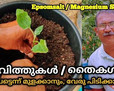 What do you put on Roots when Transplanting | Home Vegetable Garden Ideas Malayalam|Epson Salt Hacks