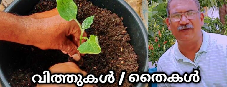 What do you put on Roots when Transplanting | Home Vegetable Garden Ideas Malayalam|Epson Salt Hacks