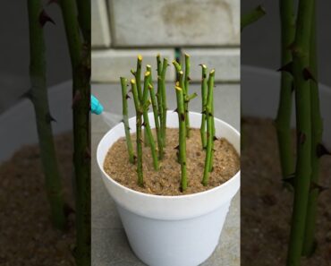 Grow rose plant from cuttings using turmeric powder🌹🌹 #rose #gardening