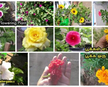 10 Tips for Flowering Plants (தமிழ்)