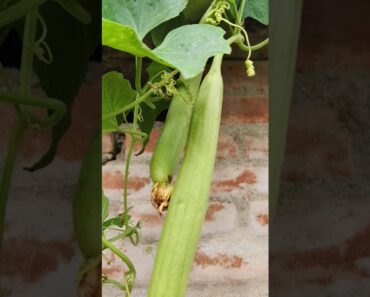 organic vegetable#backyard garden #kitchen garden#gardening tips#plant#youtubeshorts