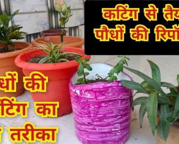 कटिंग से तैयार पौधे की रिपॉटिंग | plant repotting tips | beginner gardening tips #aloksgardeningtips