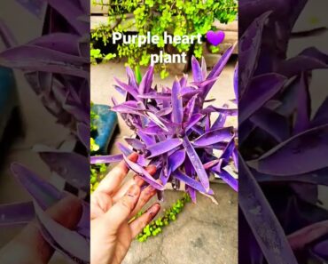 purple heart plant for beginners #gardentherapy #gardening #purpleheart