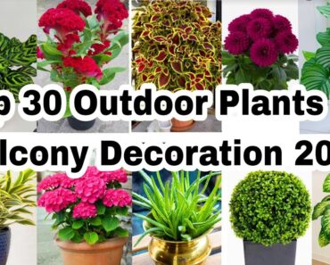 Best Outdoor Plants for Home | Low Maintenance Outdoor Plants