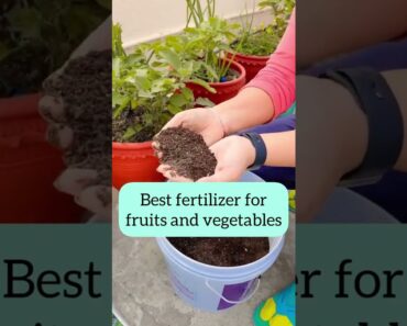 Best fertilizer for terrace vegetable garden | छत की सब्जी के लिए उत्तम खाद #Shorts