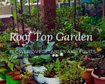 Our Roof Top Vegetable Garden || Ideas for vegetable, fruit and flower gardening 🌸