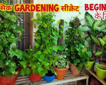 10 बेसिक gardening सीक्रेट beginners के लिए / 10 basic gardening secrets for beginners