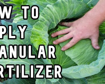 Applying Granular Fertilizer for a Vegetable Garden