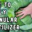 Applying Granular Fertilizer for a Vegetable Garden