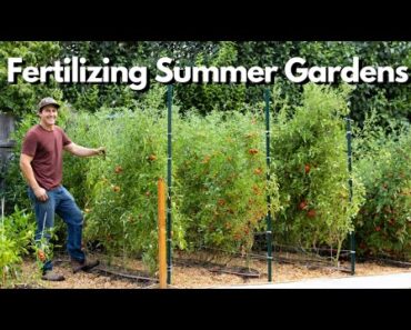 Fertilizing Summer Vegetable Gardens Organically