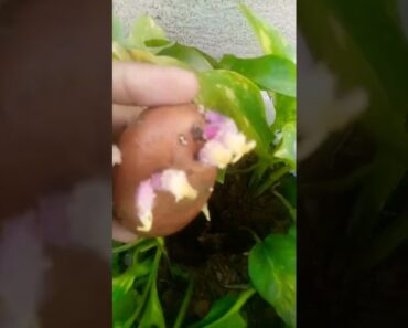 Grow Potatoes Fast and Easily: Beginner Tips for Getting Tons of Tubers! #gardening #ytshorts #viral