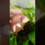 Grow Potatoes Fast and Easily: Beginner Tips for Getting Tons of Tubers! #gardening #ytshorts #viral