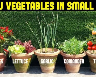 Vegetables You Can Grow In Small Pots | Small Space Gardening