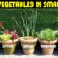 Vegetables You Can Grow In Small Pots | Small Space Gardening