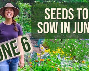 What to Plant in June- Zone 6 Vegetable Garden