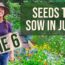 What to Plant in June- Zone 6 Vegetable Garden