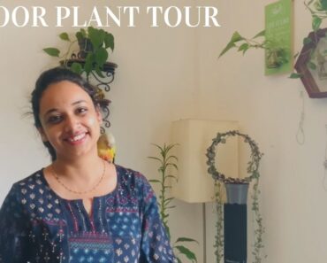 Indoor Plant tour in our Flat (tips for healthy plants)