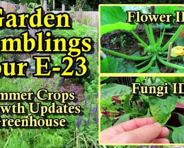 Summer Garden Crops, Vegetable Plant Updates, Complete Tour: Garden Ramblings, Tips & Tour E-23