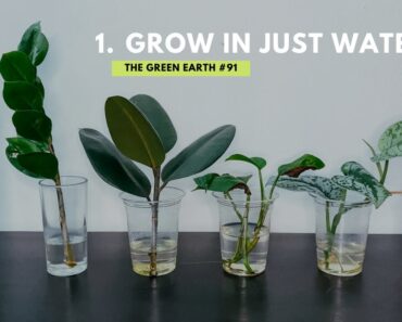 #91 Top 6 Common Indoor Plants That Can Grow In Water | Grow Houseplants Without Soil