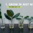 #91 Top 6 Common Indoor Plants That Can Grow In Water | Grow Houseplants Without Soil