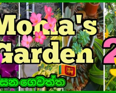 Moma’s Garden Epi : 2 🍃|ගෙවත්ත|Beautiful flower garden in Srilanka 🇱🇰  | 2022