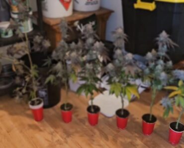 Complete Seed to Harvest Guide to Growing Solo Cups For Beginners, Spiderfarmer SF-1000