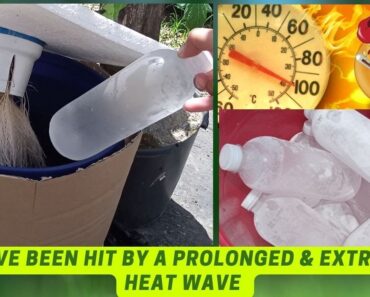 Temporary Measures To Save The Hydroponic Plants Due To Excessive Heat Wave | DIY Hydroponics