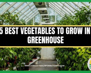 25 Best Vegetable to Grow in a Greenhouse | Greenhouse Vegetables | Greenhouse gardening