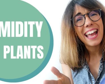 Humidity for indoor plants – 6 tips for creating humidity for plants at home