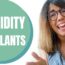 Humidity for indoor plants – 6 tips for creating humidity for plants at home