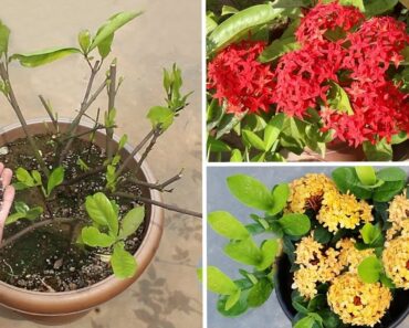 DO THESE 3 Things On Ixora IMMEDIATELY For More Flowers!