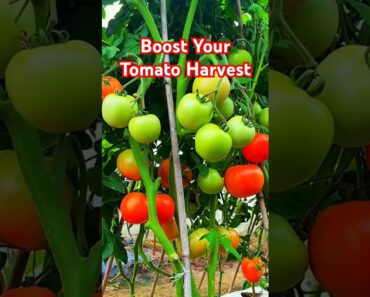 Boost Your Tomato Harvest with This Simple Grafting Hack!  | Garden Tips 2024 #tomato #gardenplants