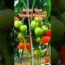 Boost Your Tomato Harvest with This Simple Grafting Hack!  | Garden Tips 2024 #tomato #gardenplants