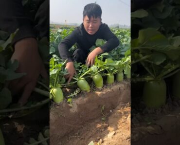 Fresh radish harvesting and cutting process