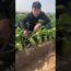 Fresh radish harvesting and cutting process