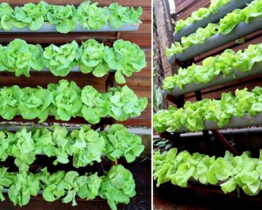 Lush vegetable garden from plastic pipes, growing vegetables at home to provide for the family