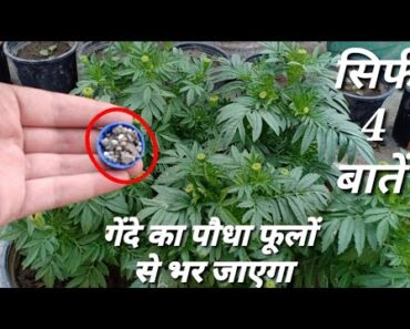 Marigold Top 4 Secrets For Blooming|| Best Tips To Get Flowering On Marigold