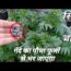 Marigold Top 4 Secrets For Blooming|| Best Tips To Get Flowering On Marigold