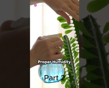 Tips for Growing Stunning Indoor Gardens! Part 2 #subscribe #viral #youtubeshorts  #gardeningtips