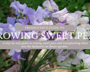 How to Grow Sweet Peas from Seed – Lathyrus Odoratus Cut Flower Garden