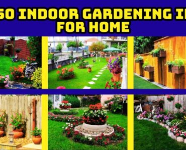 Top 50 indoor gardening ideas for home