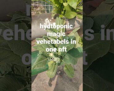 hydroponic vegetables in 20 days #shorts what’s app for training @9871638002